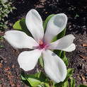 Magnolia soulangeana 'Kiki's Broom'<br> (Magnolia x soulangeana/ Magnolie, Tulpen-Magnolie/ Magnoliaceae )