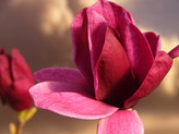 Magnolia soulangeana 'Red as Red' <br> (Magnolia x soulangeana, Magnolie, Tulpen-Magnolie/ Magnoliaceae)
