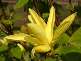 Magnolia x 'Daphne' <br> (Magnolie/ Magnoliaceae)