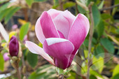 Magnolia x 'March Til Frost'  <br>(Magnolie/ Magnoliaceae)