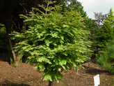 Metasequoia glypto. 'Schirmann's Nordlicht' <br> (Metasequoia glyptostroboides, Taxodiaceae (Cupressaceae) / Chinesisches Rotholz – Urwelt-Mammutbaum)