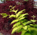 Metasequoia glypto. 'Gold Rush'<br> (Metasequoia glyptostroboides / Chinesisches Rotholz, Urwelt-Mammutbaum/ Cupressaceae)