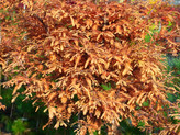 Metasequoia glypto. 'Hamlet's Broom' <br> (Metasequoia glyptostroboides / Chinesisches Rotholz, Urwelt-Mammutbaum / Cupressaceae)