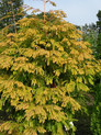 Metasequoia glyptostroboides 'Matthaei' <br> (Taxodiaceae (Cupressaceae) / Chinesisches Rotholz – Urwelt-Mammutbaum)