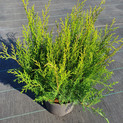 Microbiota decussata 'Jacobsen's Hexenbesen' <br> (Cupressaceae / Fächerwacholder, Sibirischer Zwerg-Lebensbaum)