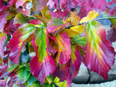 Parrotia persica 'Bella' <br> (Hamamelidaceae / Parrotie, Eisenholzbaum)