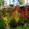 Parrotia persica 'Columnaris' <br> (Parrotie, Eisenholzbaum/ Hamamelidaceae)