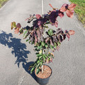Parrotia persica 'Felicie' <br> Parrotie, Eisenholzbaum (Hamamelidaceae)