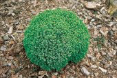 Picea glauca 'Blue Planet'<br> (Pinaceae / Blau-Fichte, Igel-Fichte)
