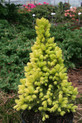 Picea glauca 'Maisonne' <br> (Pinaceae / Zuckerhut- Fichte)