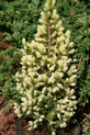 Picea glauca 'Starlight'<br> (Pinaceae / Zuckerhut- Fichte)