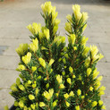 Picea glauca 'Vanilla Ice' <br> (Pinaceae / Zuckerhut- Fichte)