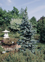 Picea omorika 'De Ruither'<br> (Pinaceae / Serbische Fichte, Omorika-Fichte)