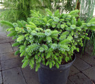 Picea omorika 'Kamenz' <br> (Pinaceae / Serbische Fichte, Omorika-Fichte)
