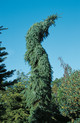 Picea omorika 'Pendula'<br> (Pinaceae / Serbische Fichte, Omorika-Fichte)