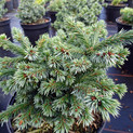 Picea omorika 'Pimoko' <br> (Pinaceae / Serbische Fichte, Omorika-Fichte)