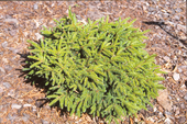Picea orientalis 'Juwel'  <br> (Pinaceae / Orientalische Fichte, Kaukasus-Fichte)