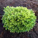 Picea orientalis 'Prof. Langner' <br> (Pinaceae / Orientalische Fichte, Kaukasus-Fichte)