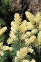 Picea pungens 'Albospica'<br> (Pinaceae / Stech-Fichte, Blau-Fichte)