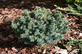 Picea pungens 'Frieda'<br> (Pinaceae / Stech-Fichte, Blau-Fichte)