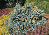 Picea pungens 'Hermann Naue'<br> (Pinaceae / Stech-Fichte, Blau-Fichte)