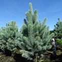Picea pungens 'Iseli Fastigiate'<br> (Pinaceae / Stech-Fichte, Blau-Fichte)