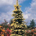 Picea pungens 'Maigold'<br> (Pinaceae / Stech-Fichte, Blau-Fichte)