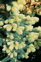 Picea pungens 'Niemetz'<br> (Pinaceae / Stech-Fichte,Blau-Fichte)