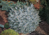 Picea sitchensis 'Silberzwerg'<br> (Pinaceae / Stech-Fichte, Sitka-Fichte)