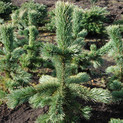 Pinus aristata 'Typ Sangerhausen' <br> (Pinaceae / Grannen-Kiefer, Fuchsschwanz-Kiefer)