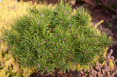 Pinus banksiana 'Schneverdingen'  (Syn. 'Zwerg Schneverdingen') <br> (Pinaceae / Banks-Kiefer, Strauch-Kiefer)