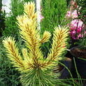 Pinus contorta 'Taylor's Sunburst' <br> (Pinaceae / Dreh-Kiefer, Lodgepole Pine)
