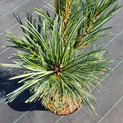 Pinus flexilis 'Vanderwolf's Pyramid'<br> (Pinaceae / Nevada-Kiefer, Nevada-Zirbe, Biegsame Kiefer)