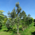 Pinus jeffreyi <br> (Pinaceae / Jeffrey-Kiefer, Dreinadelige Kiefer)