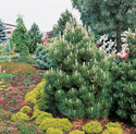 Pinus leucodermis 'Compact Gem' (= P. heldreichii)<br> (Pinaceae / Schlangenhaut-Kiefer, Lorica-Kiefer, Panzer-Kiefer)