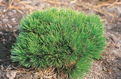 Pinus leucodermis 'Smidtii' <br> (Pinaceae / Schlangenhaut-Kiefer, Lorica-Kiefer, Panzer-Kiefer)
