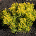 Pinus mugo 'Carstens Wintergold' <br> (Pinaceae / Berg-Kiefer, Krüppel-Kiefer, Kriech-Kiefer, Zwerglatsche, Zwerg-Kiefer, Knie-Kiefer, Krummholz-Kiefer, Latschenkiefer, Legföhre)