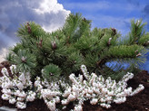 Pinus mugo 'Frisby' (Syn. 'Prostrata')<br> (Pinaceae / Berg-Kiefer, Krüppel-Kiefer, Kriech-Kiefer, Zwerglatsche, Zwerg-Kiefer, Knie-Kiefer, Krummholz-Kiefer, Latschenkiefer, Legföhre)