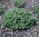 Pinus mugo 'Humpy' <br> (Pinaceae / Berg-Kiefer, Krüppel-Kiefer, Kriech-Kiefer, Zwerglatsche, Zwerg-Kiefer, Knie-Kiefer, Krummholz-Kiefer, Latschenkiefer, Legföhre)