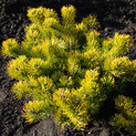Pinus mugo 'Little Gold Star' <br> (Pinaceae / Berg-Kiefer, Krüppel-Kiefer, Kriech-Kiefer, Zwerglatsche, Zwerg-Kiefer, Knie-Kiefer, Krummholz-Kiefer, Latschenkiefer, Legföhre)