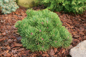 Pinus mugo 'Picobello' <br> (Pinaceae / Berg-Kiefer, Kriech-Kiefer, Zwerglatsche, Zwerg-Kiefer, Knie-Kiefer, Krummholz-Kiefer, Latschenkiefer, Legföhre)