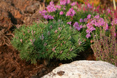 Pinus mugo 'Pigglemee' <br> (Pinaceae / Kriech-Kiefer, Zwerglatsche, Zwerg-Kiefer, Knie-Kiefer, Berg-Kiefer, Krummholz-Kiefer, Latschenkiefer, Legföhre)