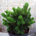 Pinus mugo 'Sherwood Compact' <br> (Pinaceae / Kriech-Kiefer, Zwerglatsche, Zwerg-Kiefer, Knie-Kiefer, Berg-Kiefer, Krummholz-Kiefer, Latschenkiefer, Legföhre)