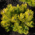 Pinus mugo 'Starkl' <br> (Pinaceae / Kriech-Kiefer, Zwerglatsche, Zwerg-Kiefer, Knie-Kiefer, Berg-Kiefer, Krummholz-Kiefer, Latschenkiefer, Legföhre)