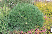 Pinus mugo 'Varella'<br> (Pinaceae / Kriech-Kiefer, Zwerglatsche,Zwerg-Kiefer,Knie-Kiefer,Berg-Kiefer, Krummholz-Kiefer)