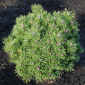 Pinus mugo 'Winzig'<br> (Pinaceae / Kriech-Kiefer, Zwerglatsche,Zwerg-Kiefer,Knie-Kiefer,Berg-Kiefer, Krummholz-Kiefer) 
