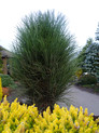 Pinus nigra 'Green Tower'  <br> (Pinaceae / Schwarz-Kiefer, Schwarz-Föhre)