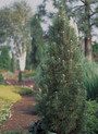 Pinus nigra 'Komet'  <br> (Pinaceae / Schwarz-Kiefer, Schwarz-Föhre)