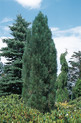 Pinus nigra 'Obelisk'<br> (Pinaceae / Schwarz-Kiefer, Schwarz-Föhre)