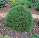 Pinus nigra 'Spielberg'<br> (Pinaceae / Schwarz-Kiefer, Schwarz-Föhre)